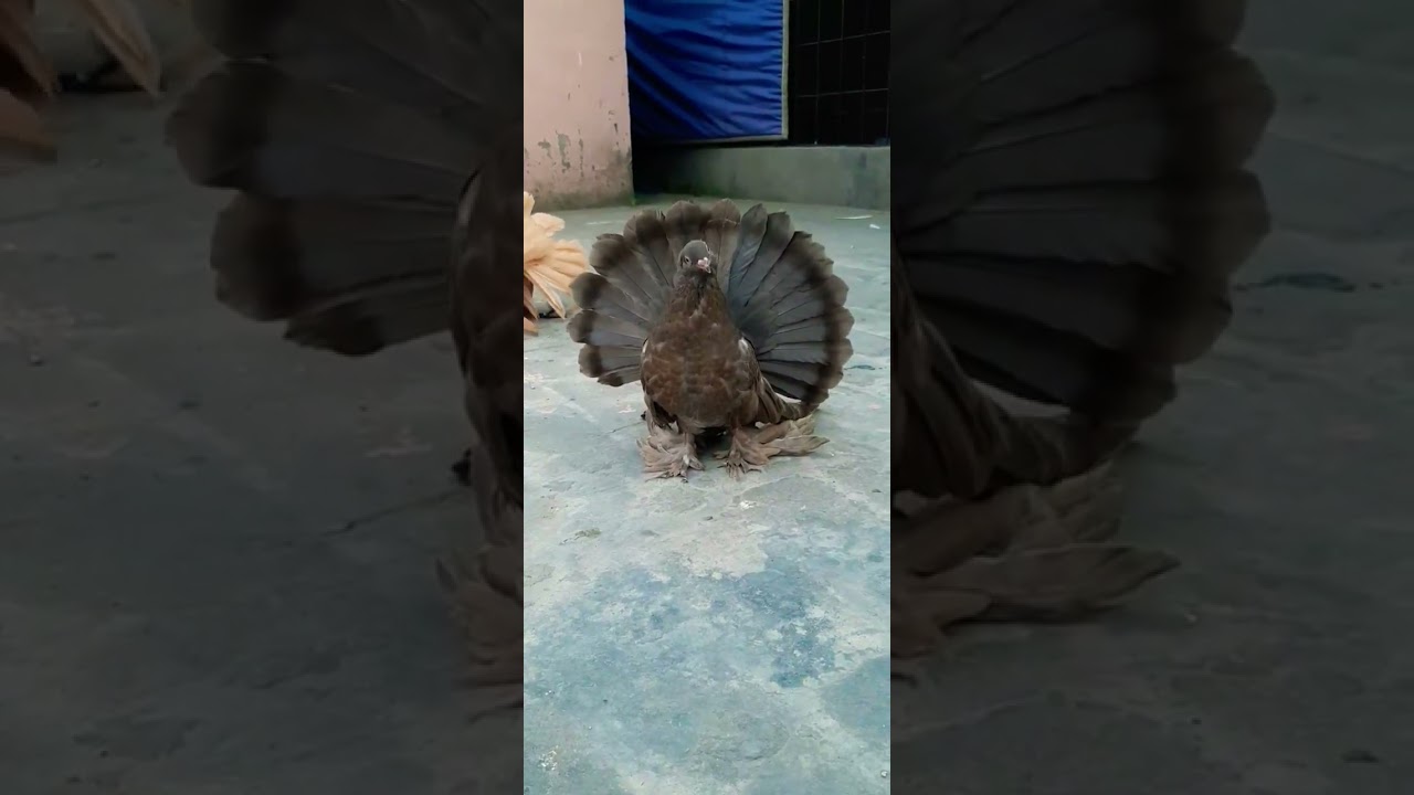 SubhanAllah ❤ | Beautiful Fantail Pigeon #pigeon #pets #fantailpigeon
