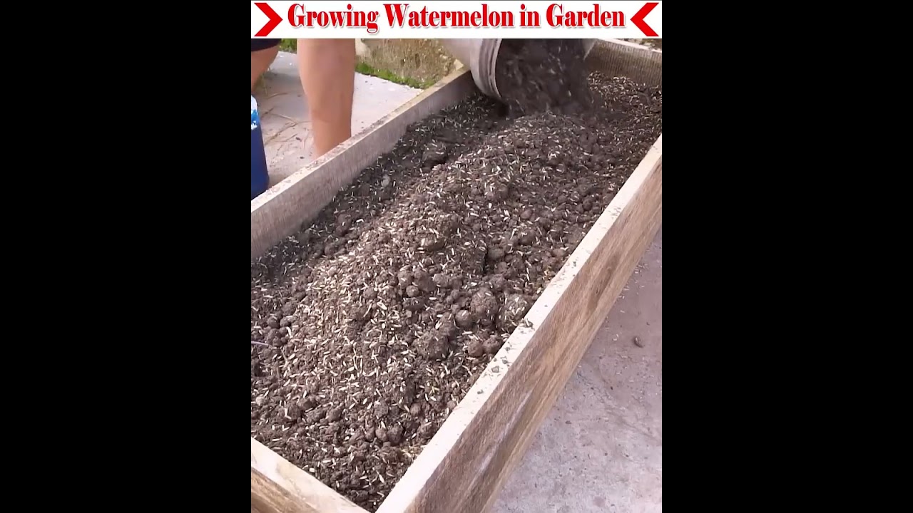 Organic watermelon cultivation is very easy.#gardening #farming #fruit#viralvideo 