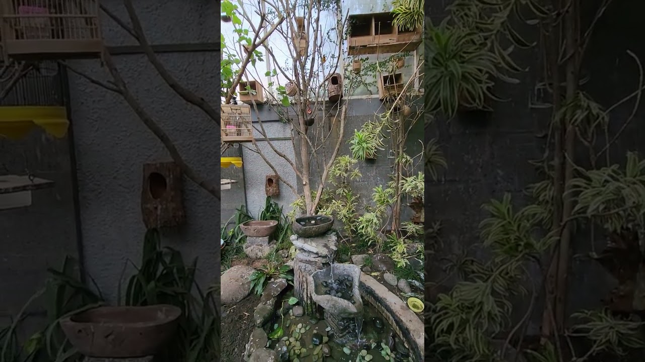 Mini aviary untuk healing