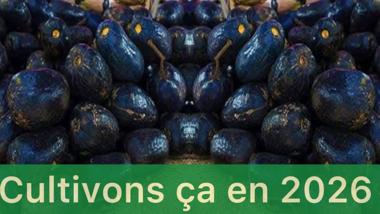 Safoutier en 2026;💰 “Cette culture rapporte gros ! Découvrez l’itinéraire technique complet
