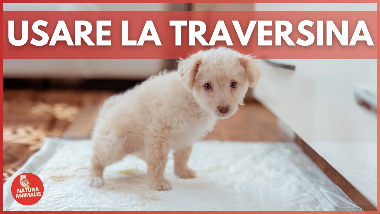 Come INSEGNARE al tuo CANE ad usare la TRAVERSINA 🐶💧Guida Completa ✅