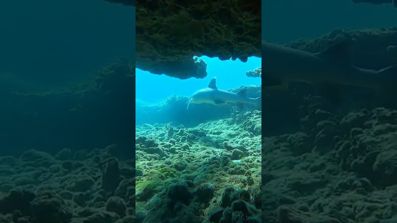Shark lunges at me! #shorts