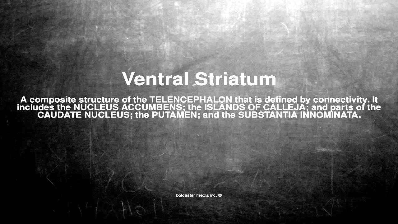Medical vocabulary: What does Ventral Striatum mean