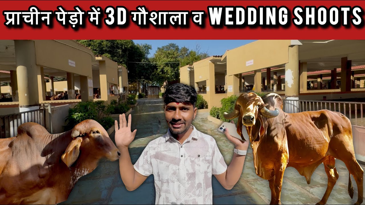 400 गिर गाय की शानदार गौशाला 👍 वर्षों पुराने पेड़ पौधे के बीच बनी गौशाला @farminggeographylive 