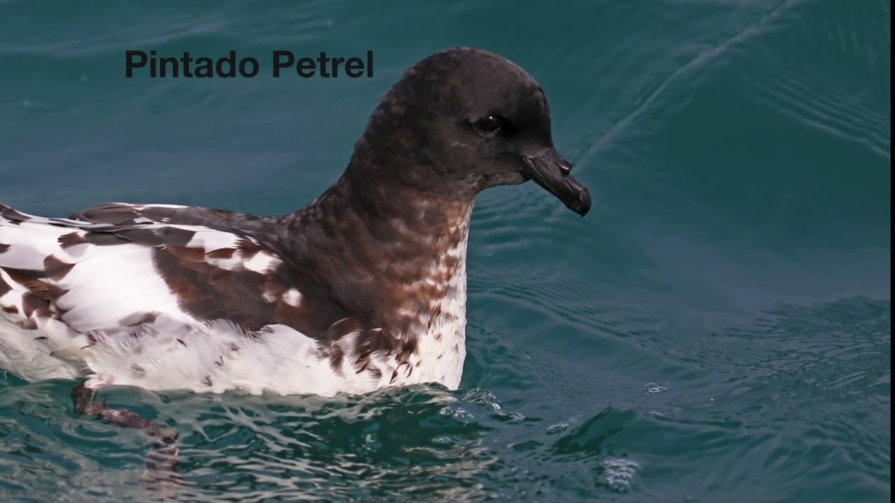 Some Pelagic Birds of Chile