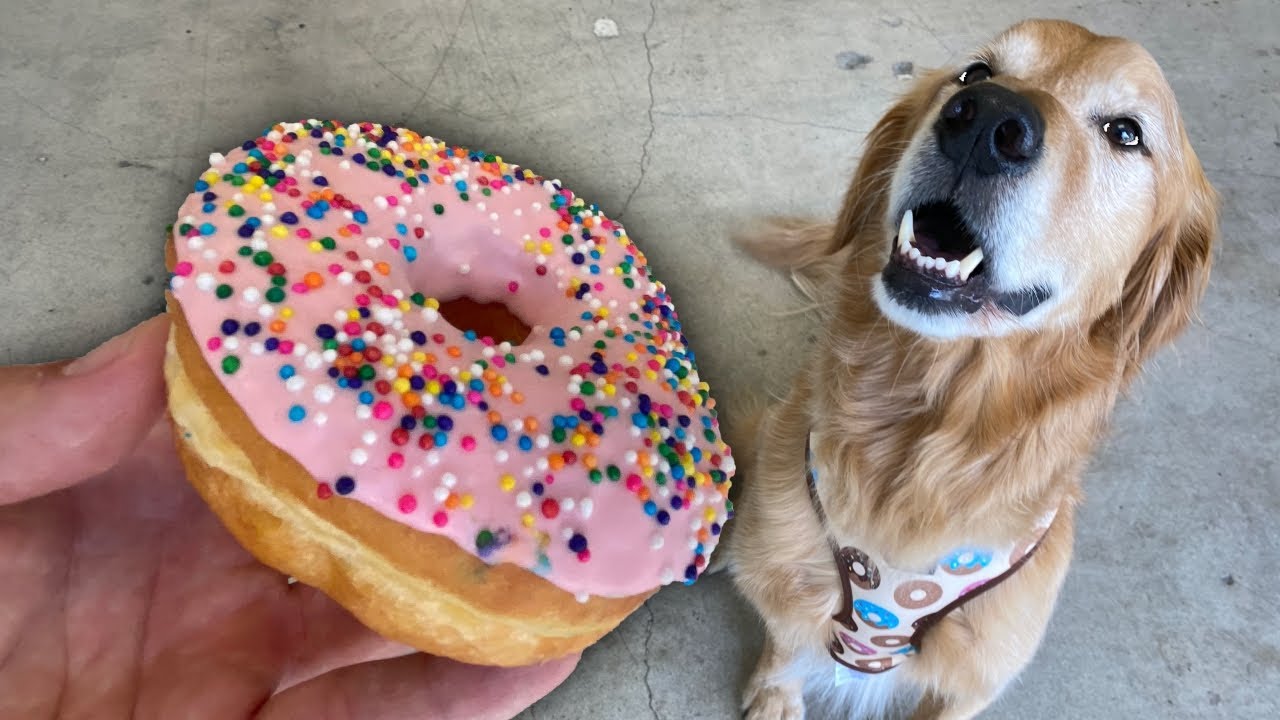 Making Doggy Friendly Donuts! 🍩🐶 With Cassey Ho