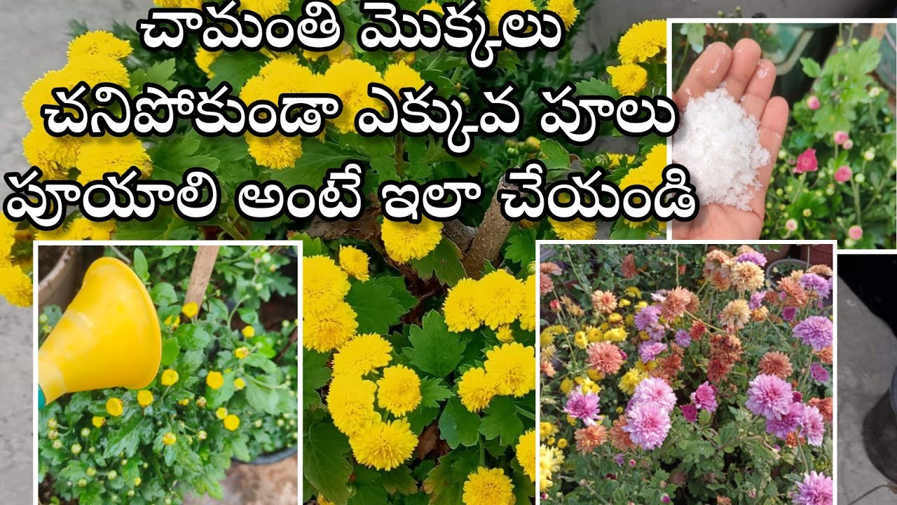 chamanthi plant care in telugu | get more blooms in chrysanthemum |chrysanthemum