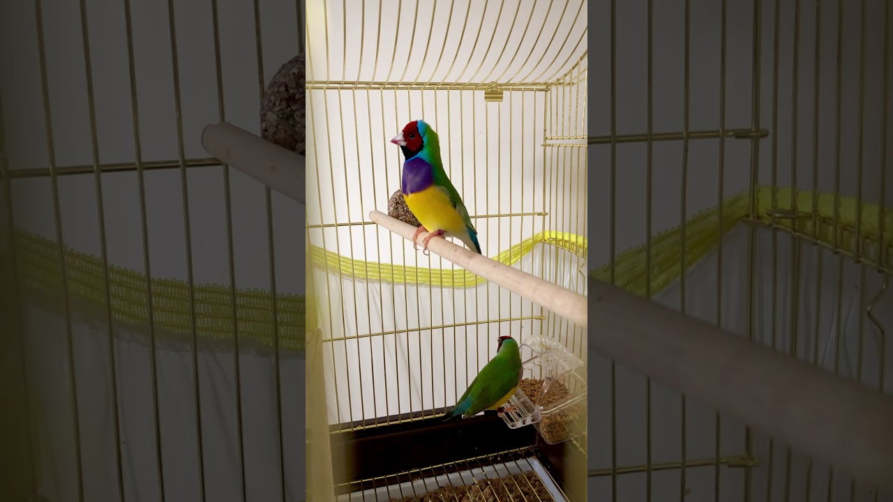 G&ouml;kkuşağı İspinozu &ouml;t&uuml;ş&uuml;