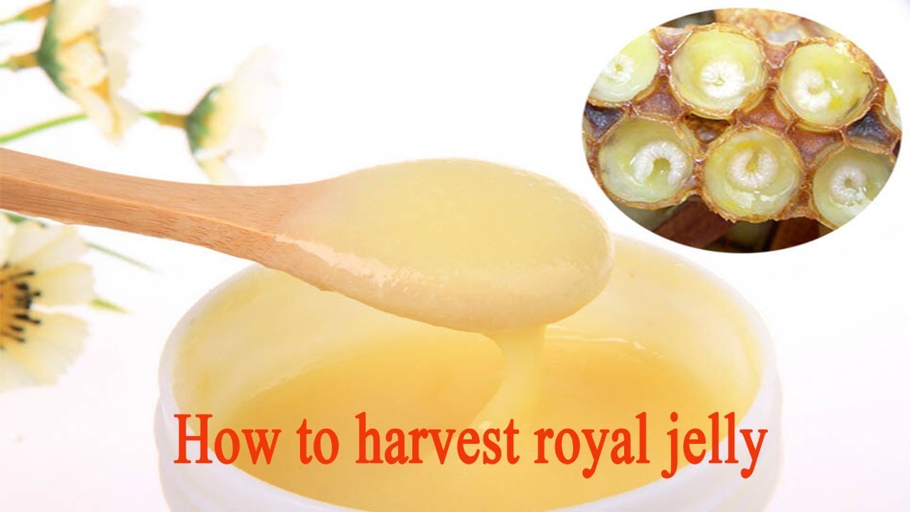 How to harvest Royal Jelly