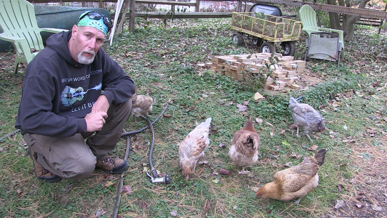 Deworming Chickens With Valbazen