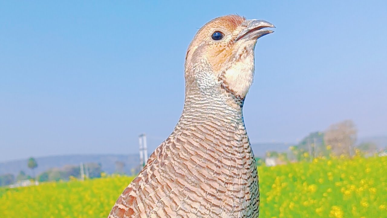 Titar ki awaaj titar hunting sound deshi titar ki awaaj titar hunting video 