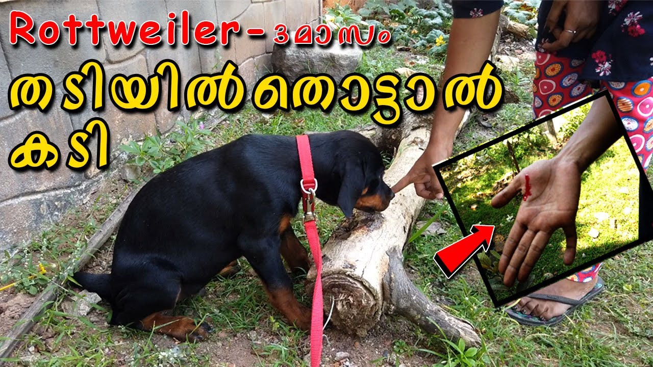 👹തടിയില്‍ തൊട്ടാല്‍ കടി : How To Stop Your ROTTWEILER RESOURCE GUARDING : AGGRESSIVE BITING : STRESS