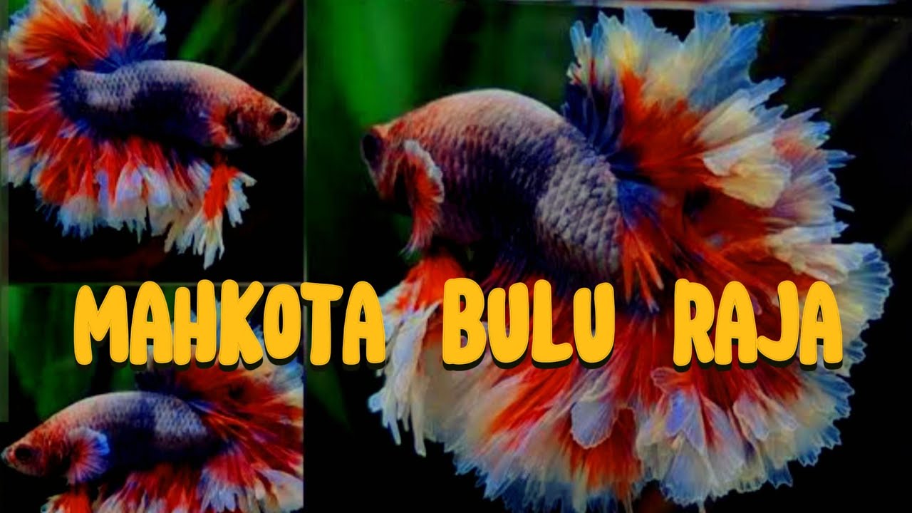 MEWAH! Kombinasi Warna GILA di Ikan Cupang King Feather Tail