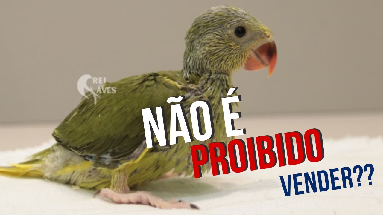 COMO VENDER AVES EXÓTICAS LEGALMENTE