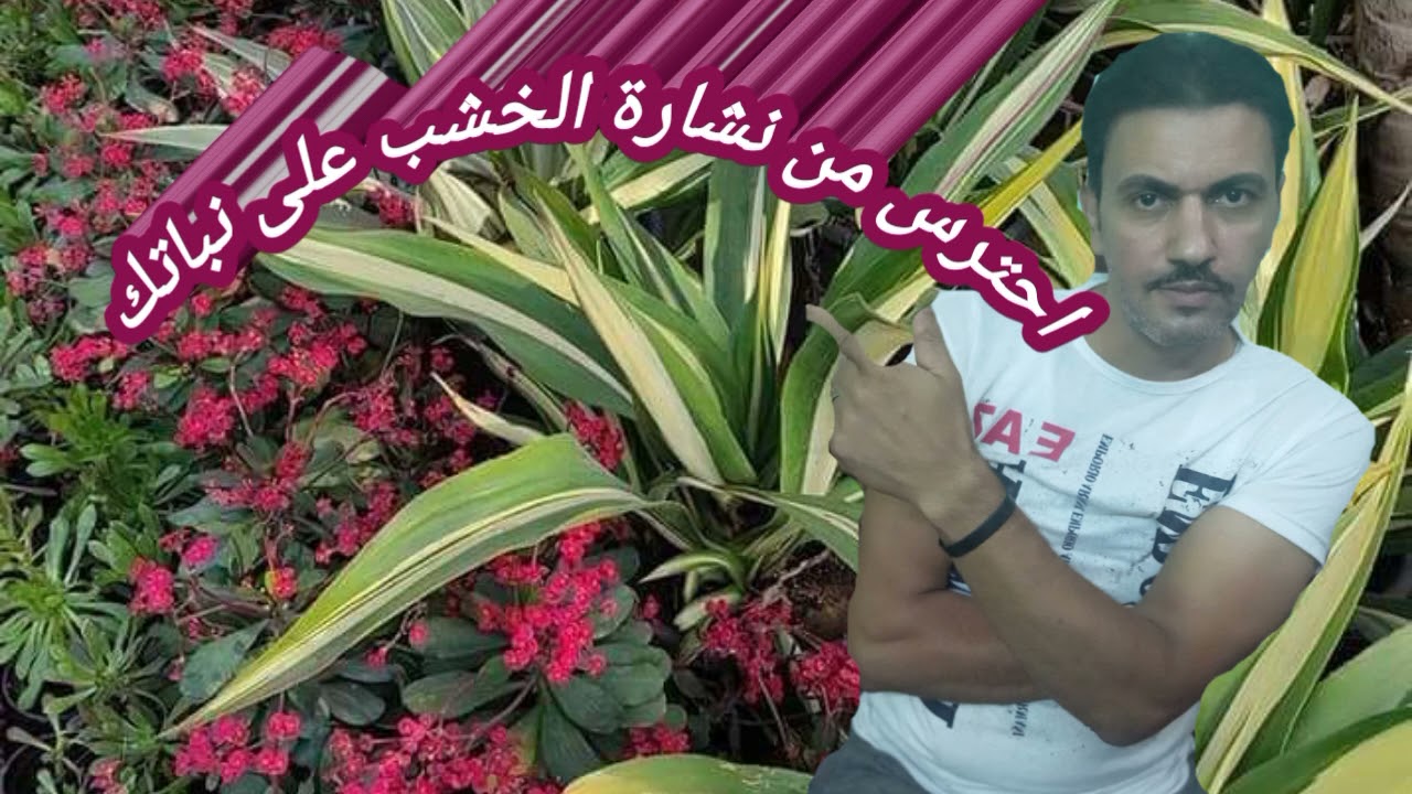 اضرار نشارة الخشب على النبات فنون زراعة الاسطح