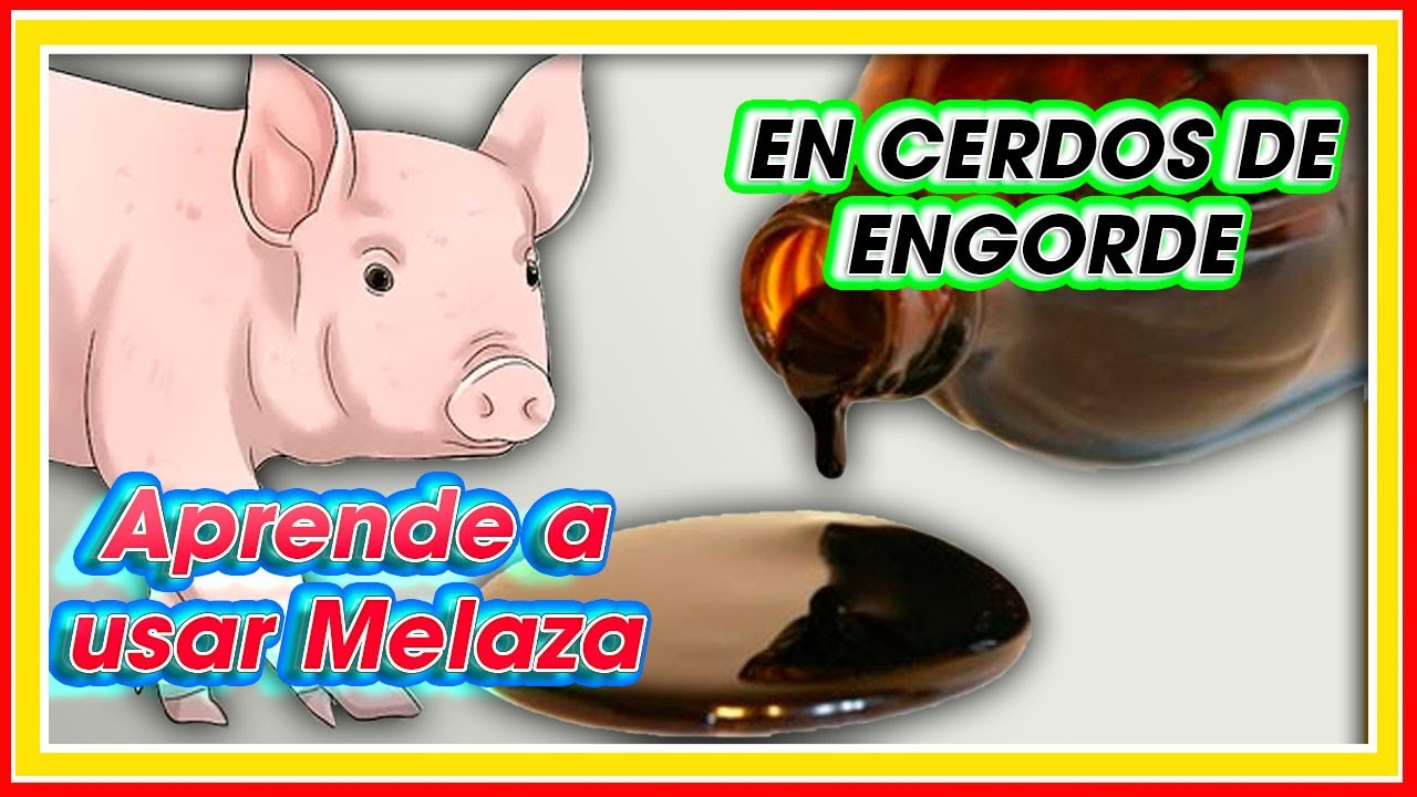 Como ENGORDAR CERDOS R&Aacute;PIDO usando MELAZA ǀ M Sc. Jannin Hern&aacute;ndez Bland&oacute;n