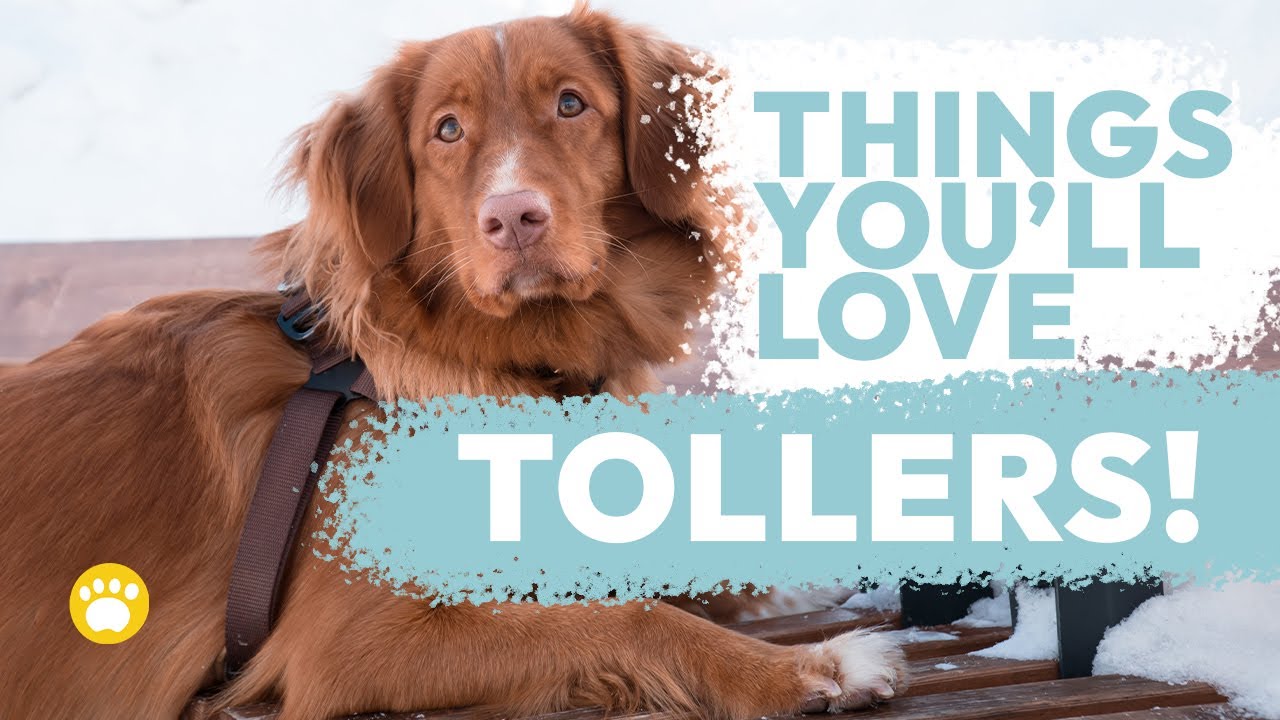 Nova Scotia Duck Tolling Retriever Temperament