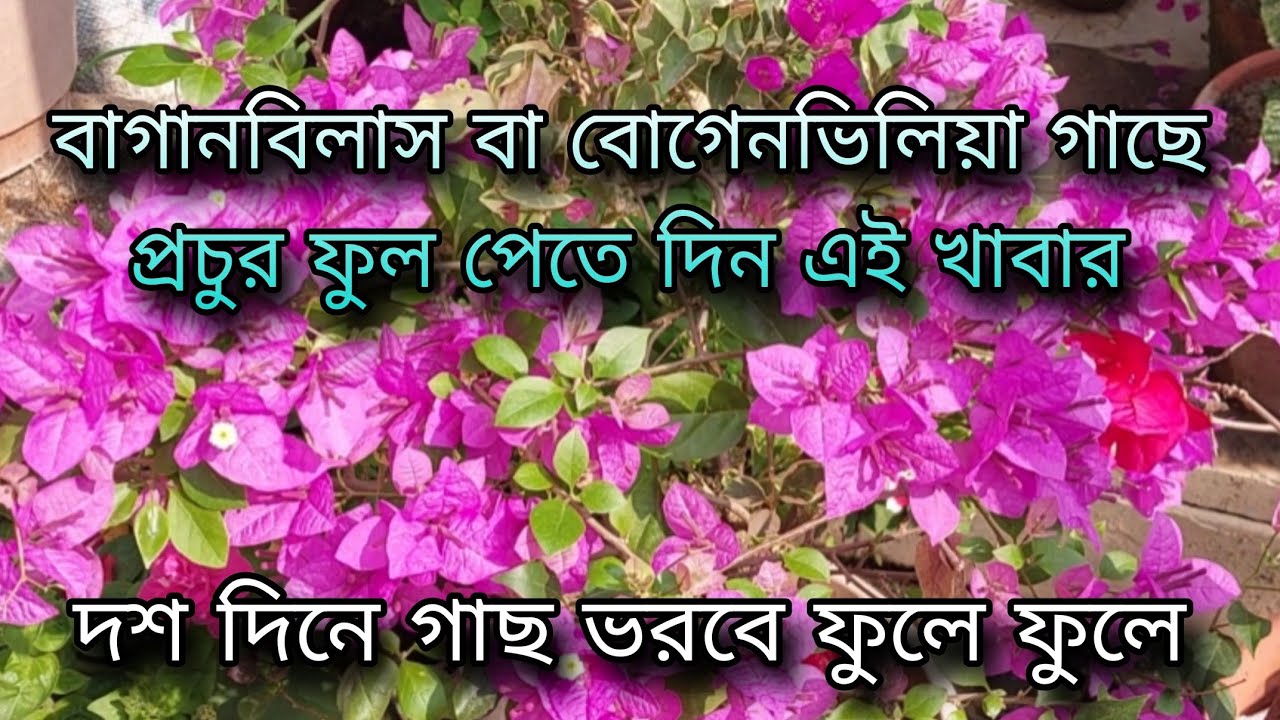 বাগানবিলাস বা বোগেনভিলিয়া গাছে প্রচুর ফুল পেতে দিন এই খাবার / দশ দিনে গাছ ভরবে ফুলে ফুলে 