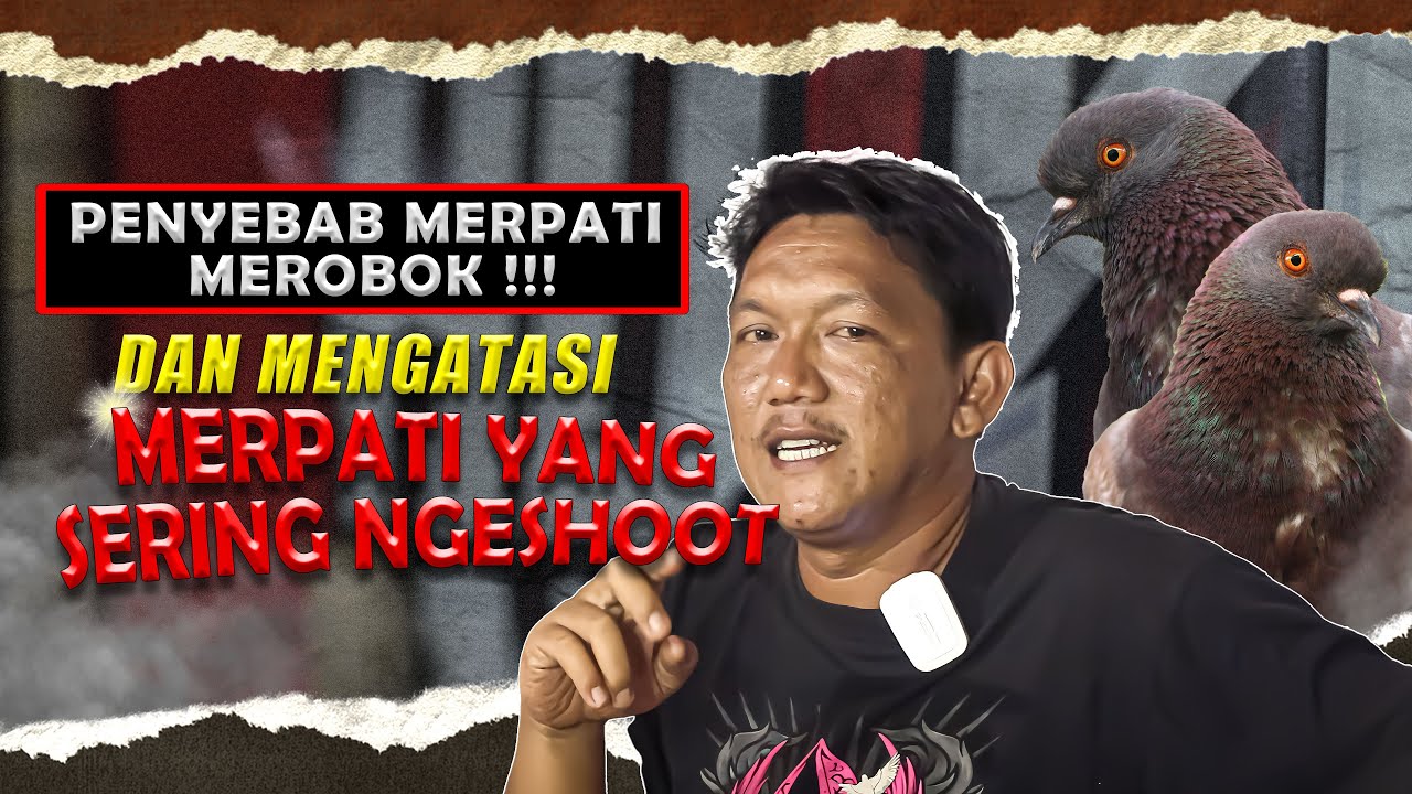 WAJIB TAHU!! CARA MENGATASI MERPATI SERING MEROBOK DAN PENYEBAB NYA INI !