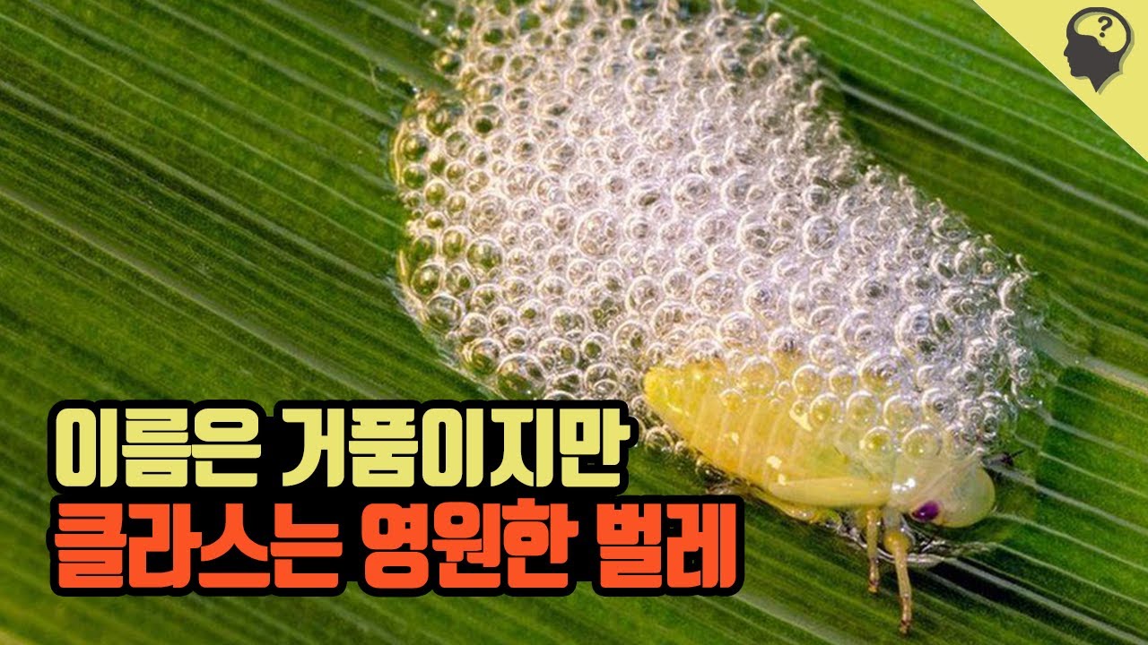 (*벌레주의) 곤충계의 슈퍼히어로 '거품벌레'이야기