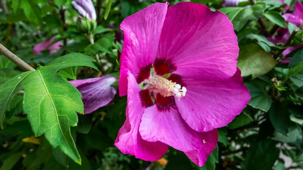 Волшебный мир музыки и цветов: Гибискус сирийский/ Hibiscus syriacus