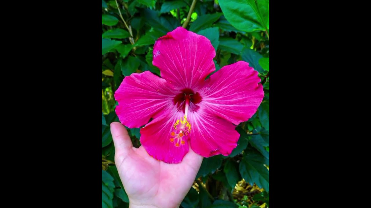 So #Beautiful naturel Rose #Flowers Rose 🌺🌺#status Garden #Flowers 