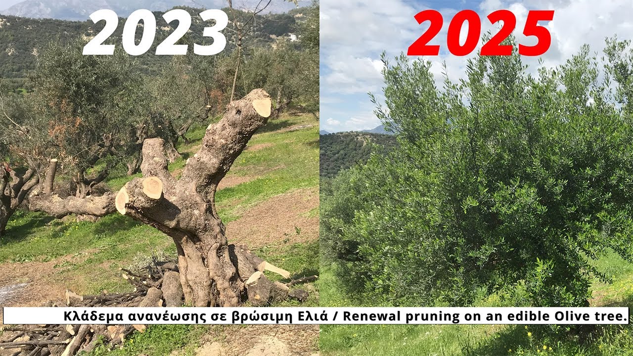 &Kappa;&lambda;ά&delta;&epsilon;&mu;&alpha; &alpha;&nu;&alpha;&nu;έ&omega;&sigma;&eta;&sigmaf; &sigma;&epsilon; &beta;&rho;ώ&sigma;&iota;&mu;&eta; &Epsilon;&lambda;&iota;ά / Renewal pruning on an edible Olive tree.