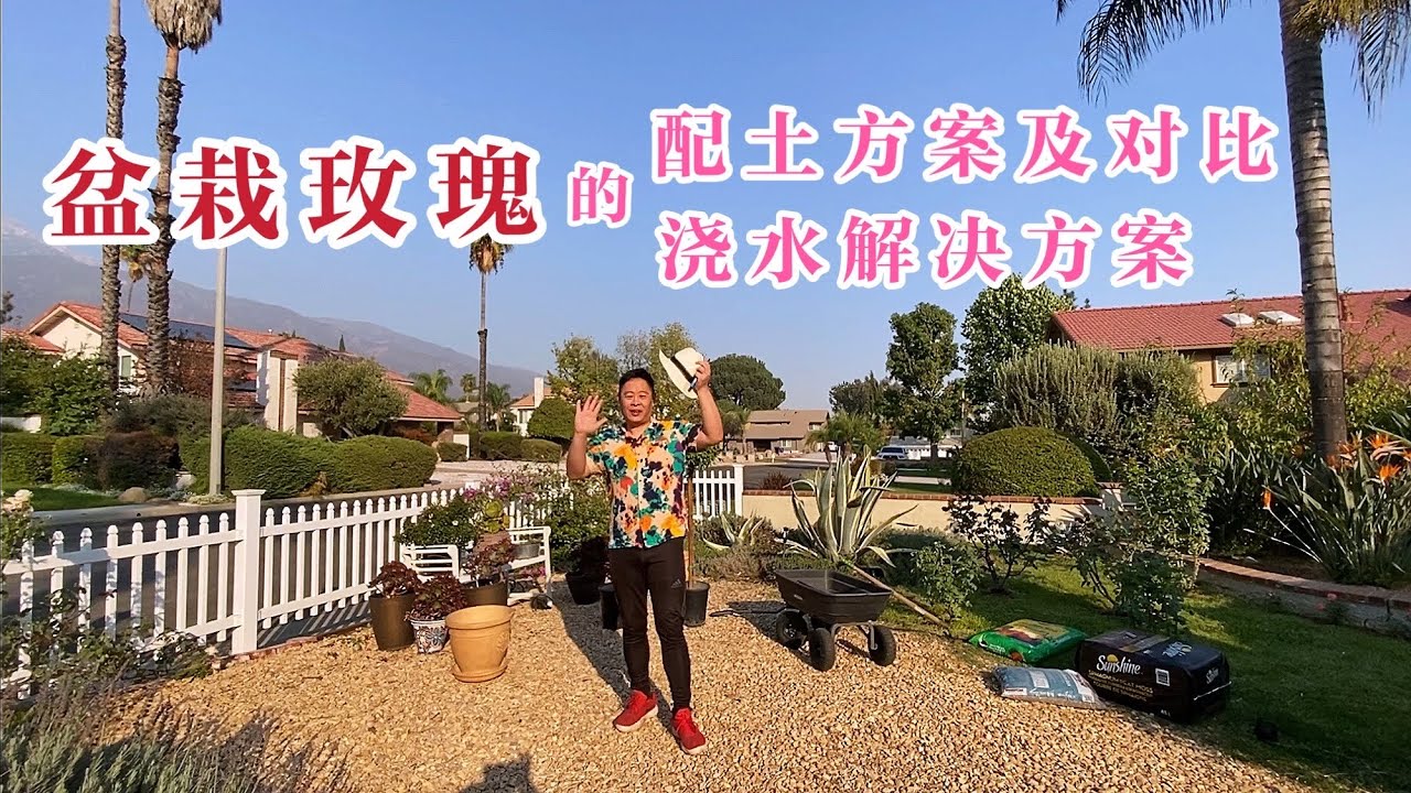 (园艺篇134）阳台露台轻量化盆栽配土方案！月季玫瑰的滴灌浇水和配土方案！