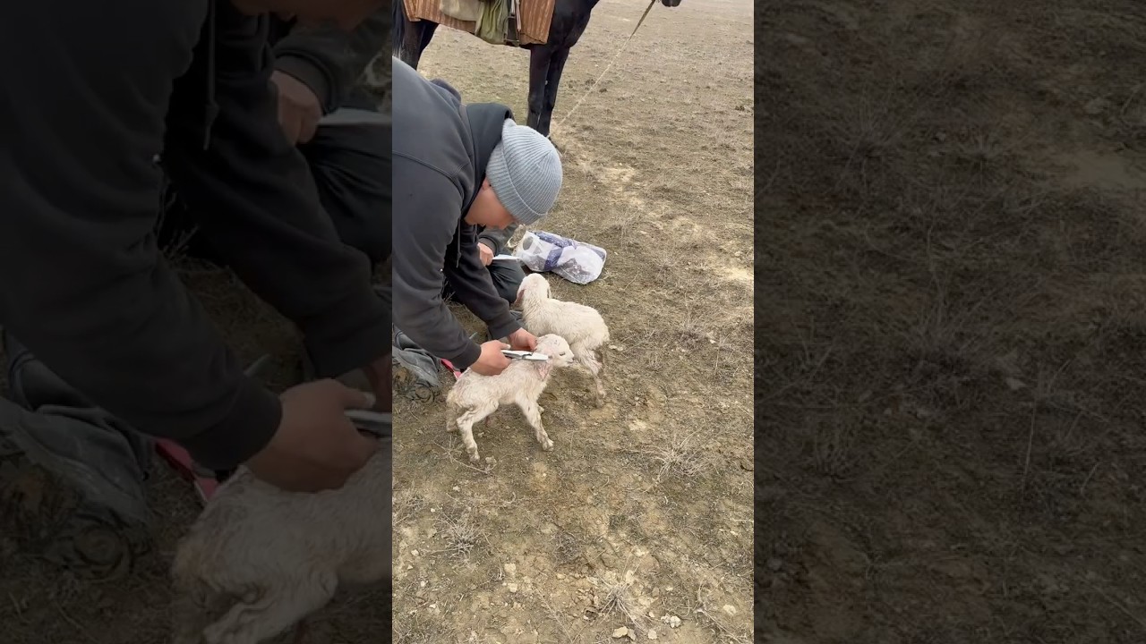 Bringing Newly Born Goats from the Field to the Barn 🐐