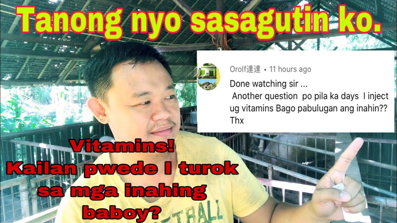 Kailan pwedeng magturok ng vitamins sa mga inahing baboy | Ryan Patenio