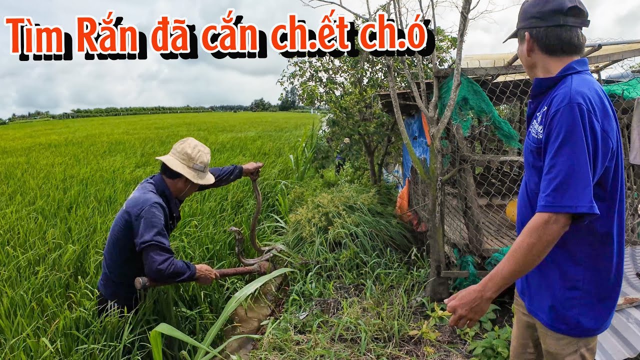 Đi tìm con Rắn đã cắn ch.ết con Chó | TGSB #931