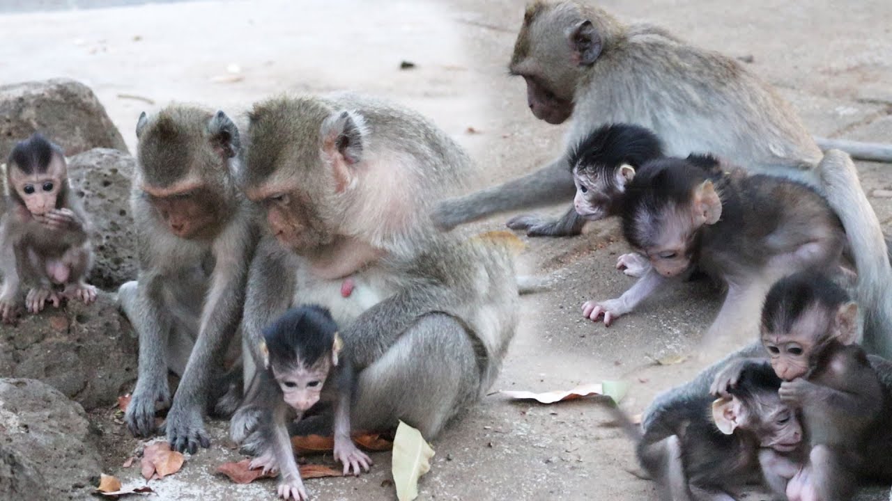 Mix video The action of baby monkey Emma and Rini they learn to walk.