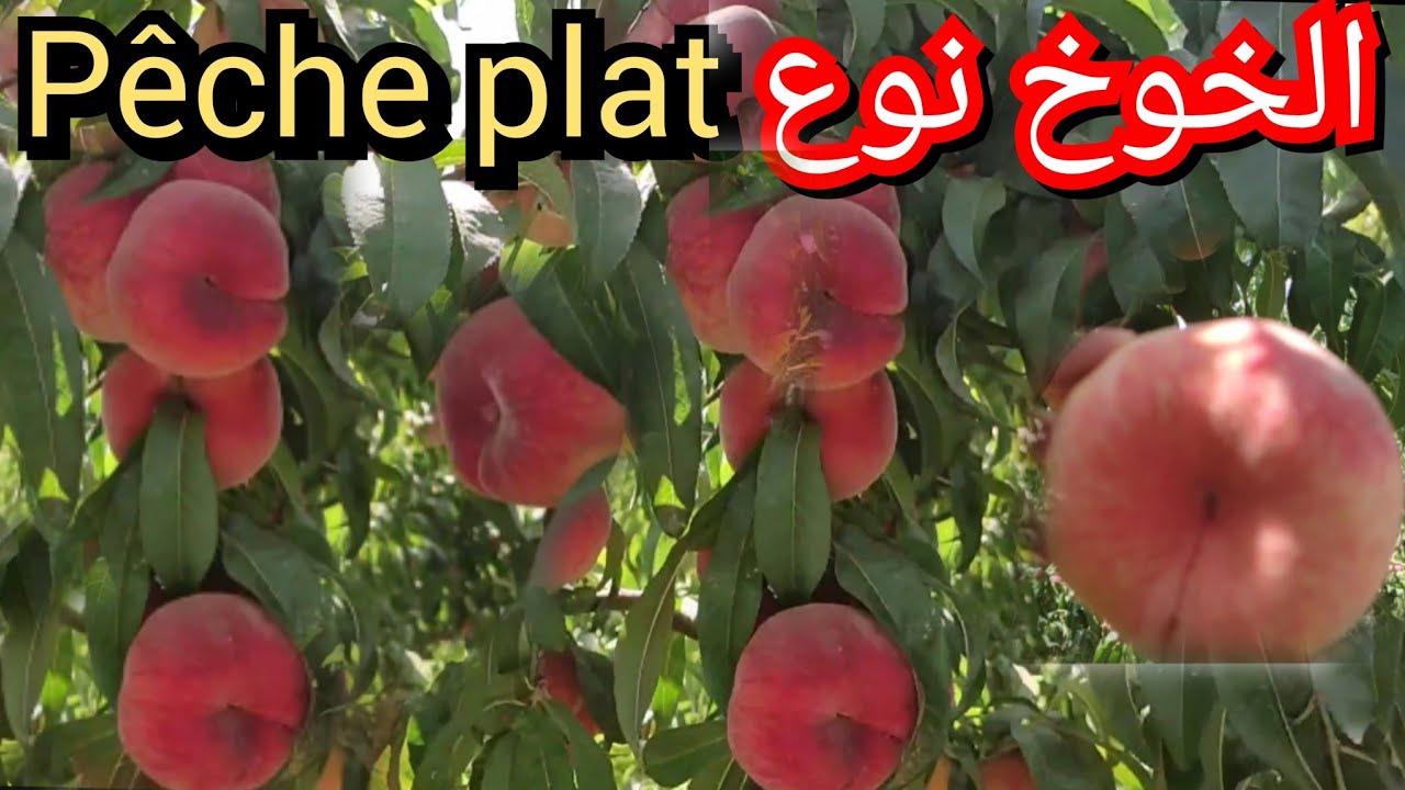الخوخ نوع pêche plat الفخامة والجودة في المنتوج ضواحي مدينة مكناس