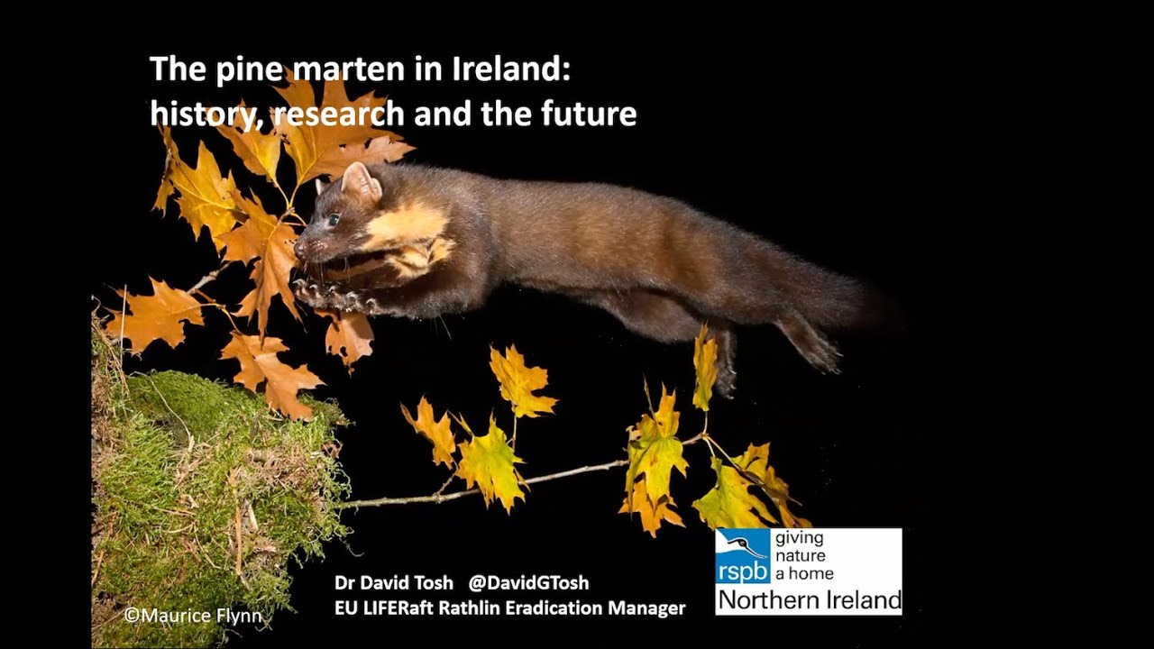 Dave Tosh: Overview of pine marten in Ireland