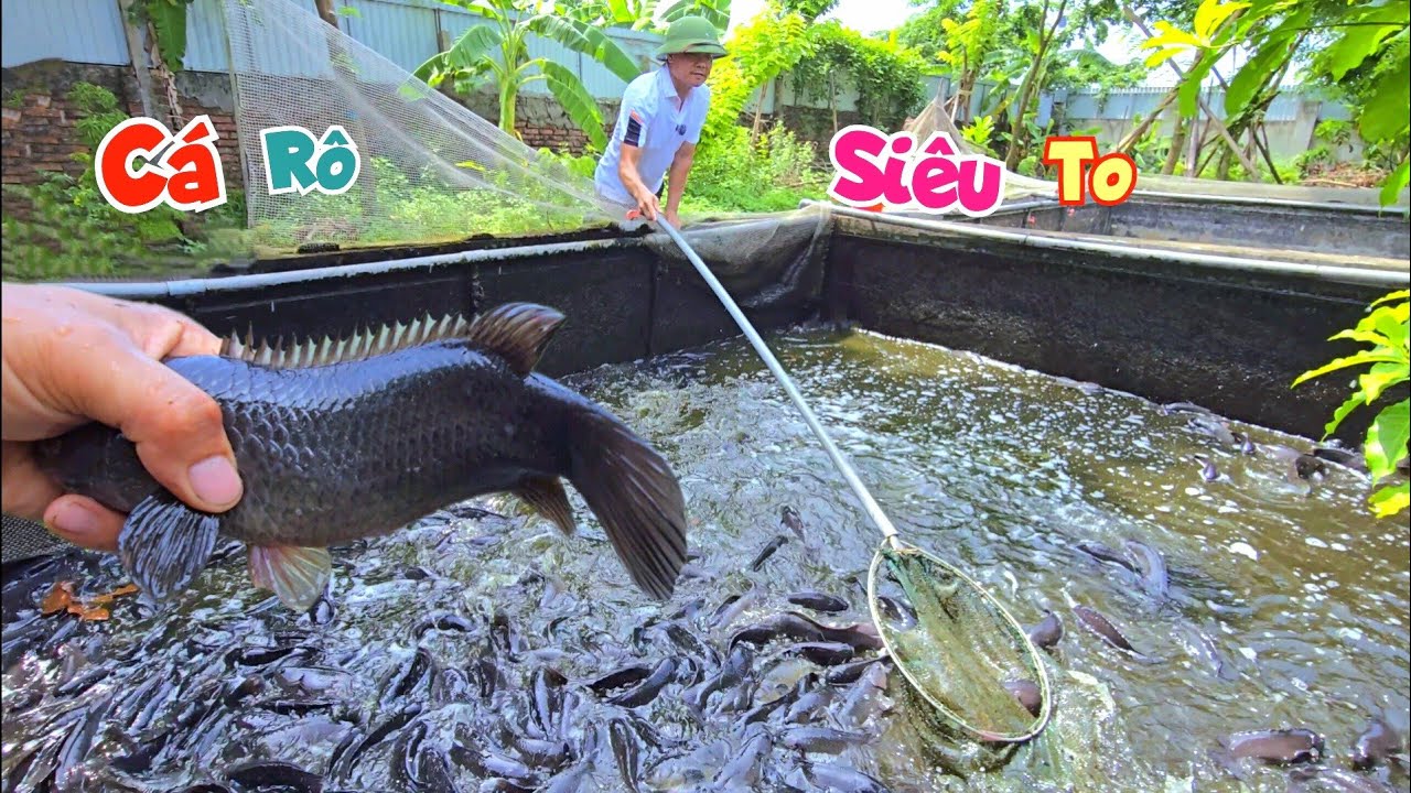 Đi Mua Cá Chép Giống Được Anh Chủ Tặng Cả Xô Cá Siêu To Khổng Lồ / Quế Nghịch