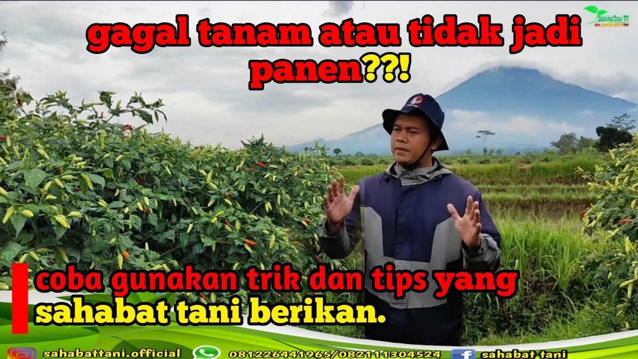 Cara menanam cabai dari awal sampai panen