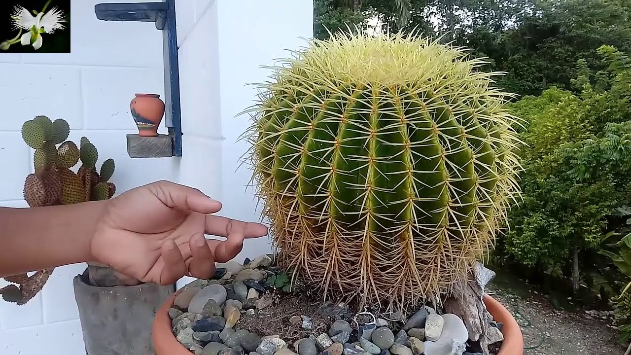 ECHINOCACTUS GRUSONII o asiento de suegra, como cuidarlo Mi diario de Jardín.