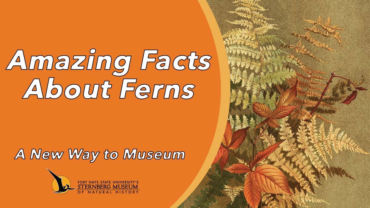 Amazing Facts About Ferns | A New Way to Museum