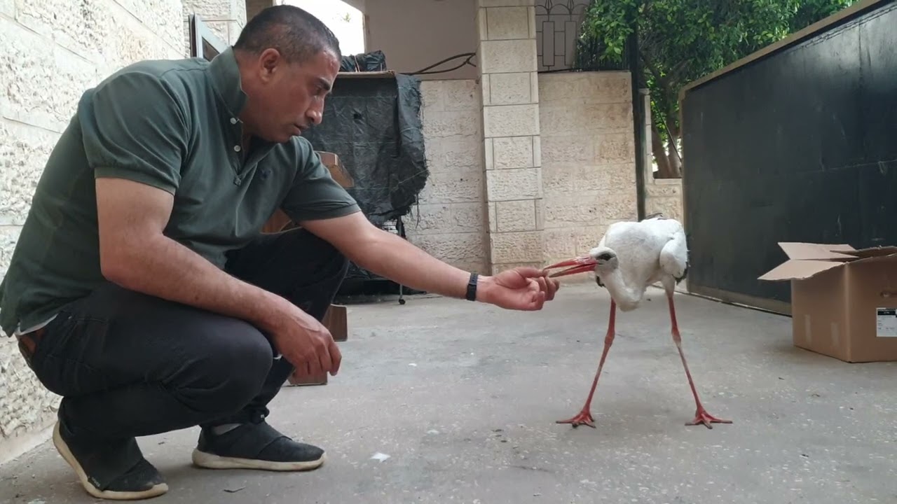 سقوط لقلق مهاجر وجاري معالجته مع جمال العمواسي