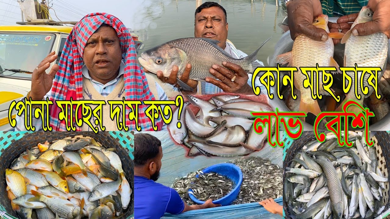 কোন মাছ চাষে লাভ বেশি।বর্তমানে কোন মাছের কত দাম।সর্ববৃহৎ পোনা বাজার থেকে আজকের পর্ব।#fishing life