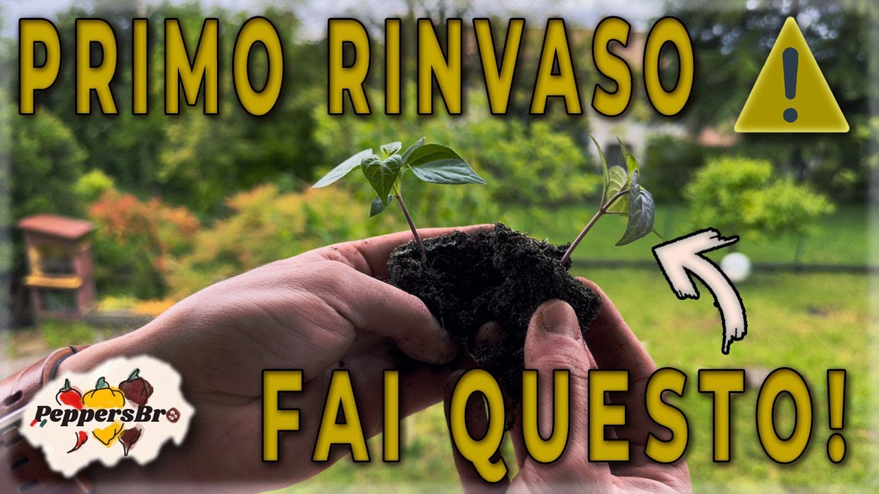 COME TRAPIANTARE I PEPERONCINI: Primo rinvaso