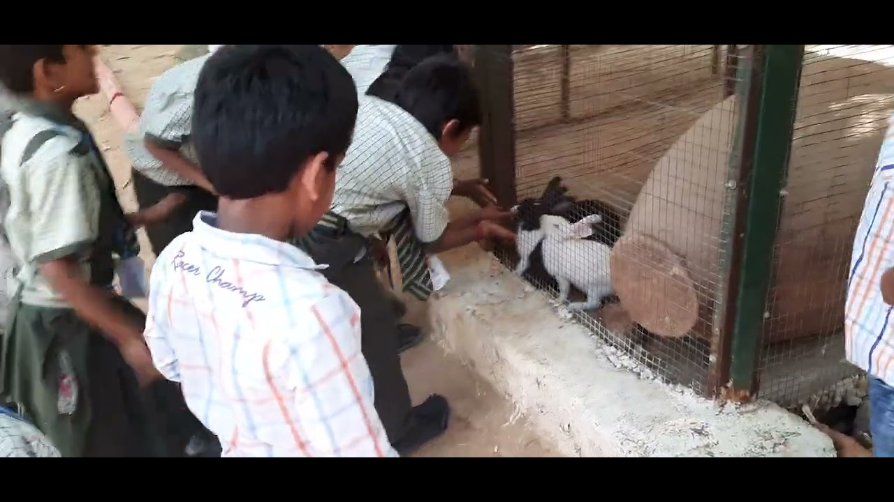 mayuri park in jadcherla 2#feeding #rabbit #fun #views