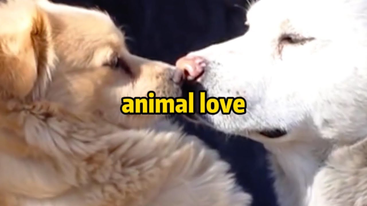 L'amour des animaux