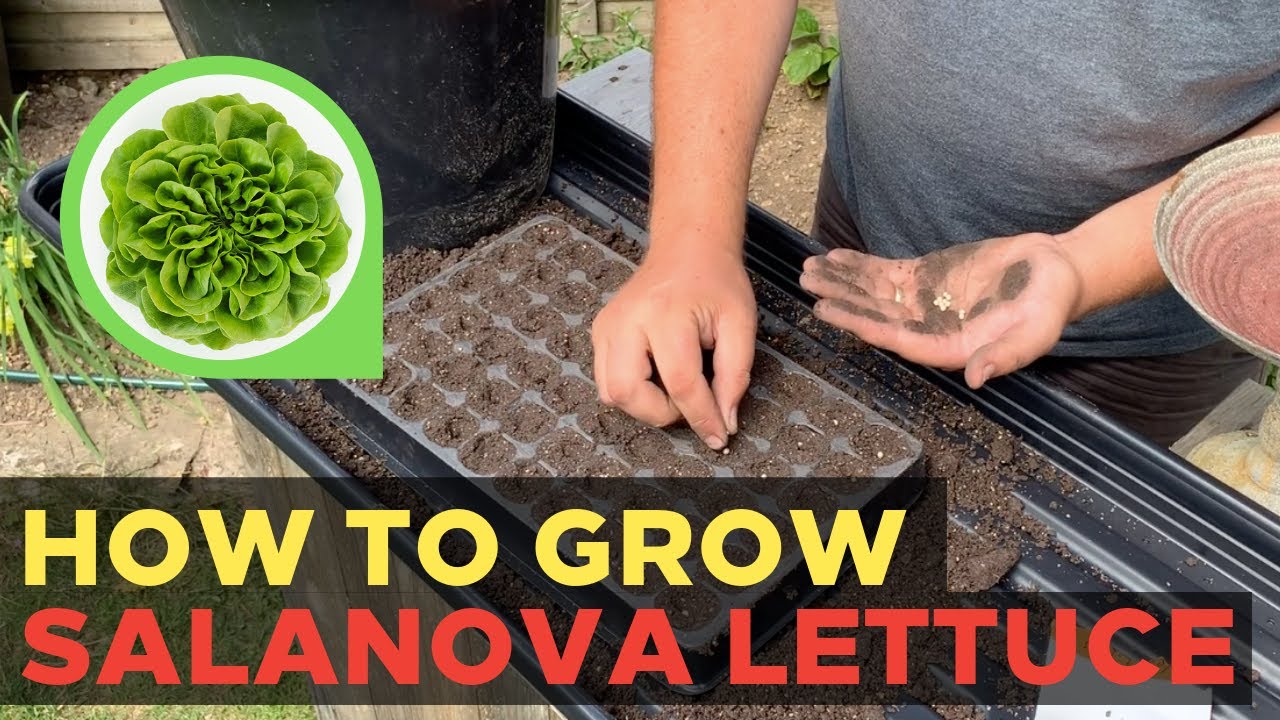 How to Grow Salanova Lettuce Part 1