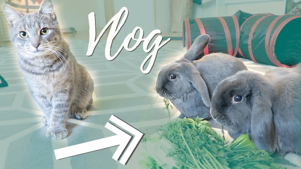 Farm Hay and Bunny Updates! - March Vlog