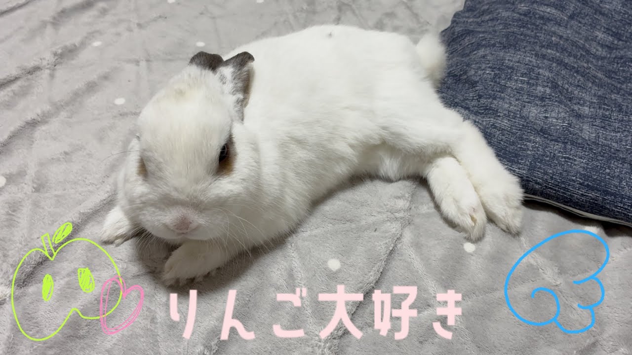 大好物に満足して、天使みたいになっちゃううさぎさん🐰🪽