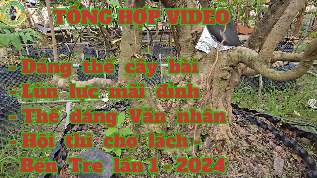 Tổng hợp thế Bonsai dáng bài, lùn lực, dáng văn nhân, hội thi chợ lách Bến tre