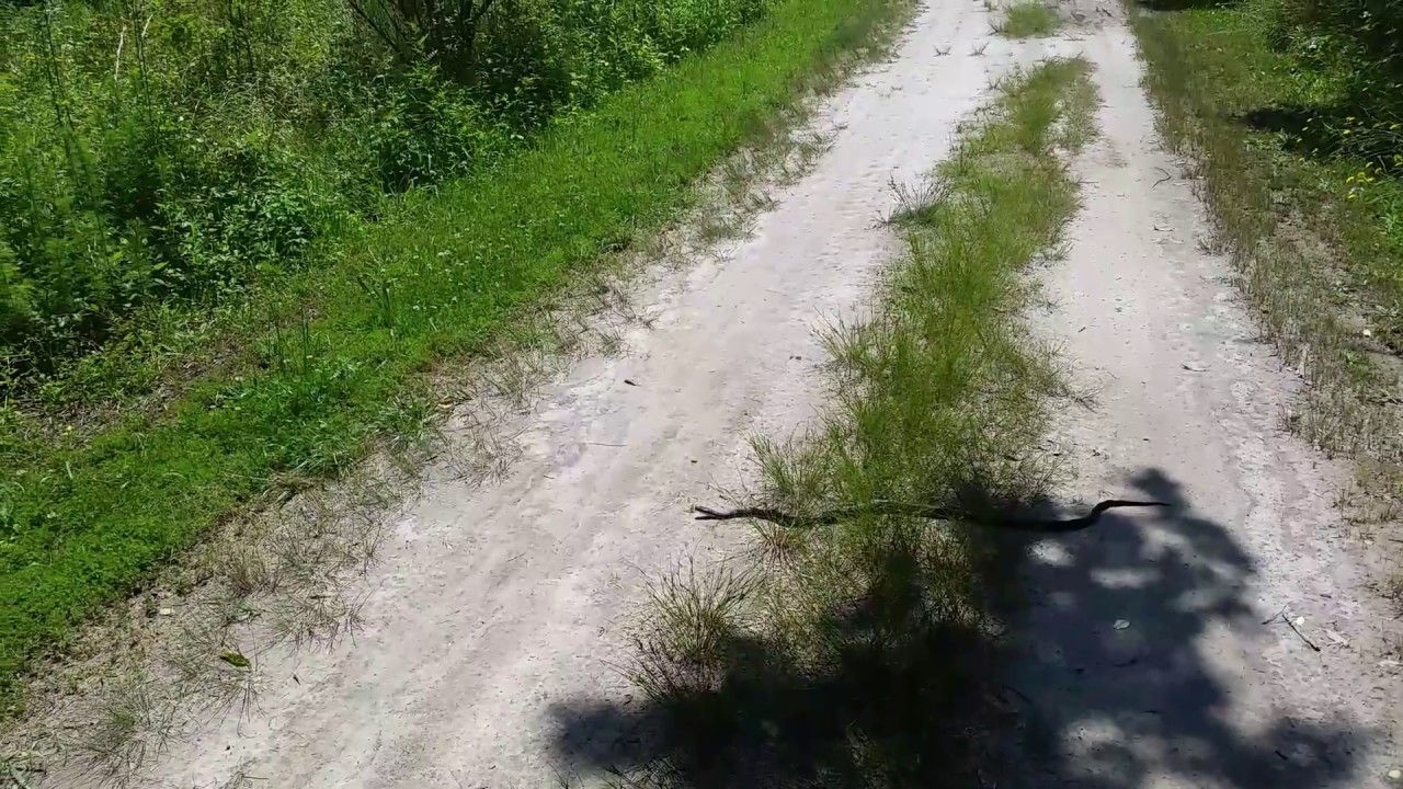 RARE SNAKE SPOTTING
