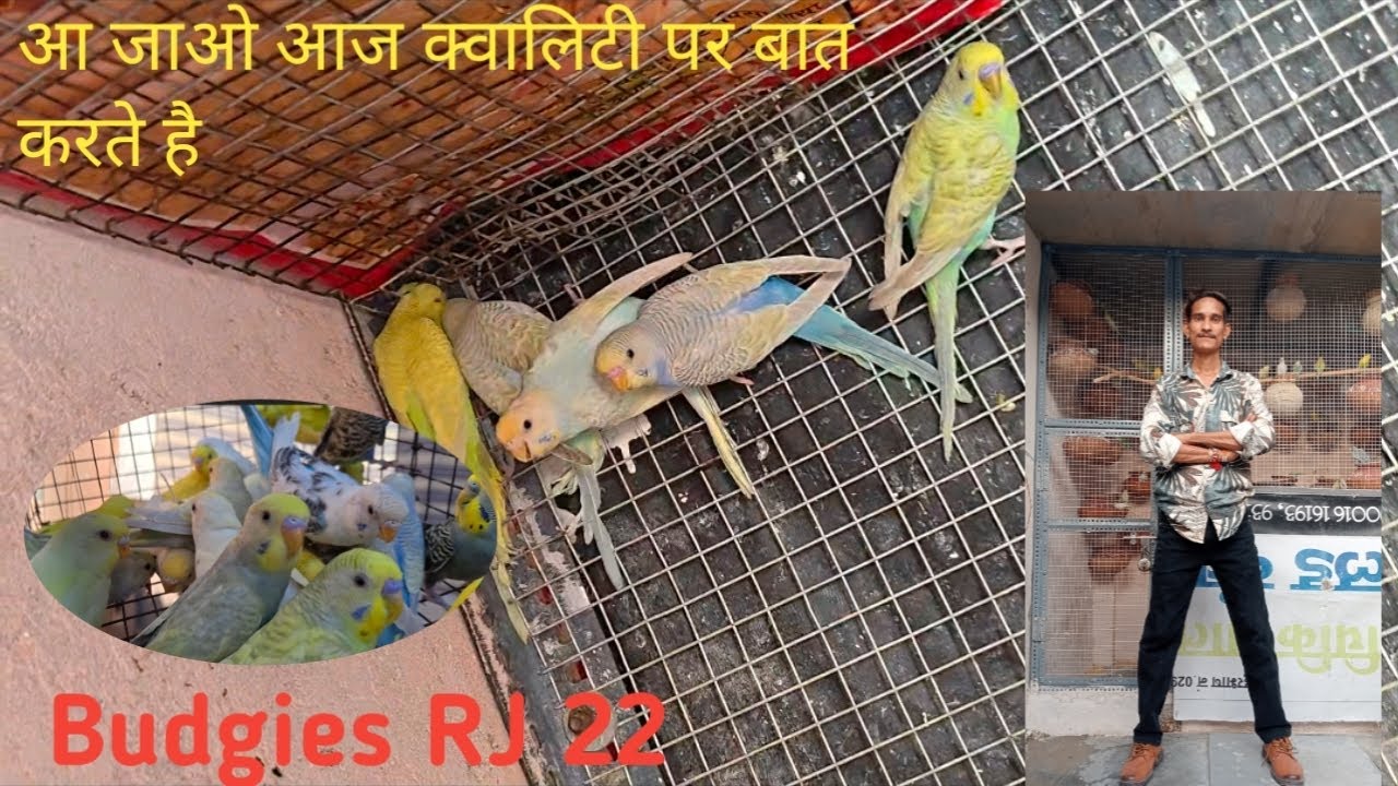 आ जाओ आज हमारे बर्ड कि क्वालिटी पर बात करते हैं 