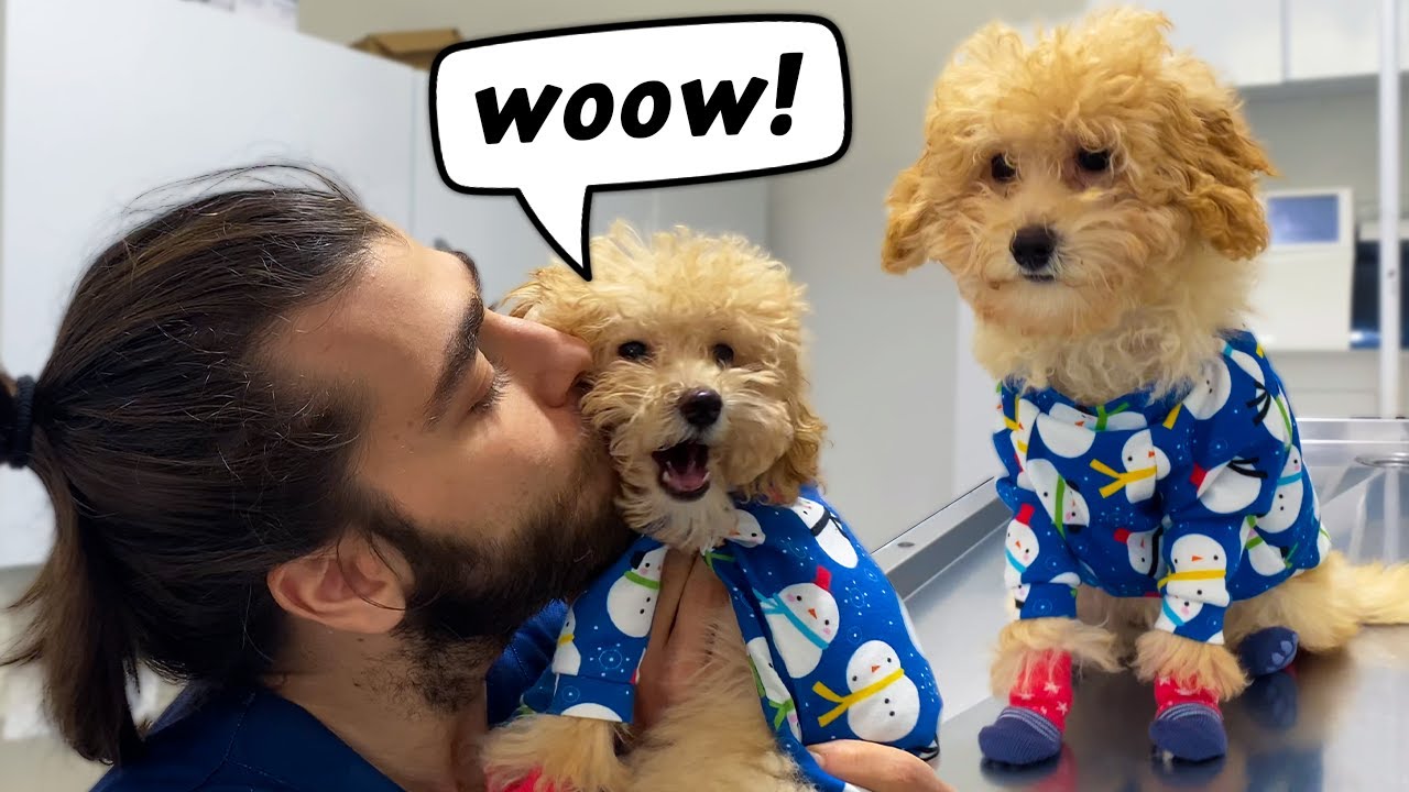 Стильный щенок! 😍 (Этот щенок пуделя такой милый!)